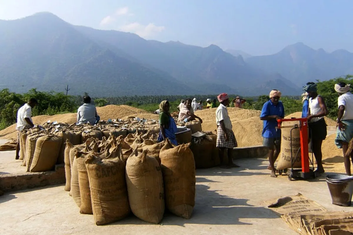 Sacks of paddy being weighed after harvest (representative)