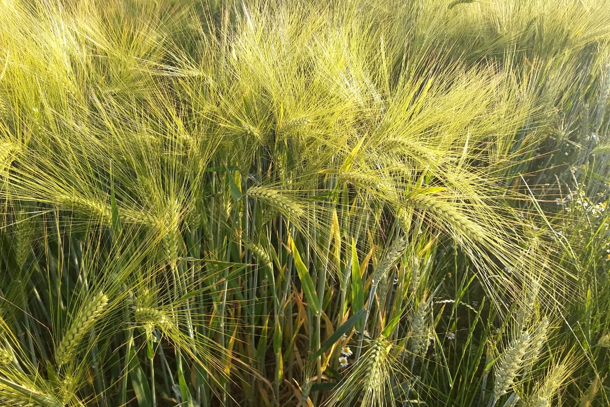 Barley ears in a field (representative)