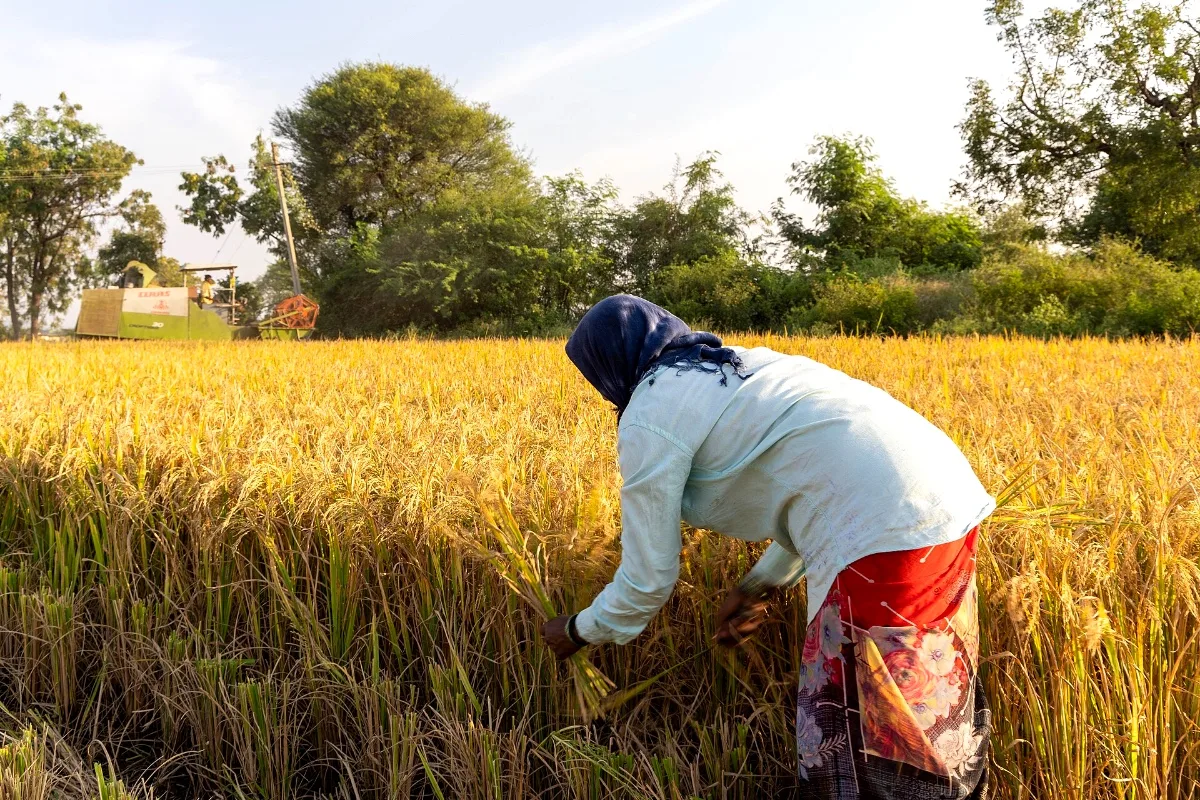 Representative photo: a farmer harvesting paddy in a field