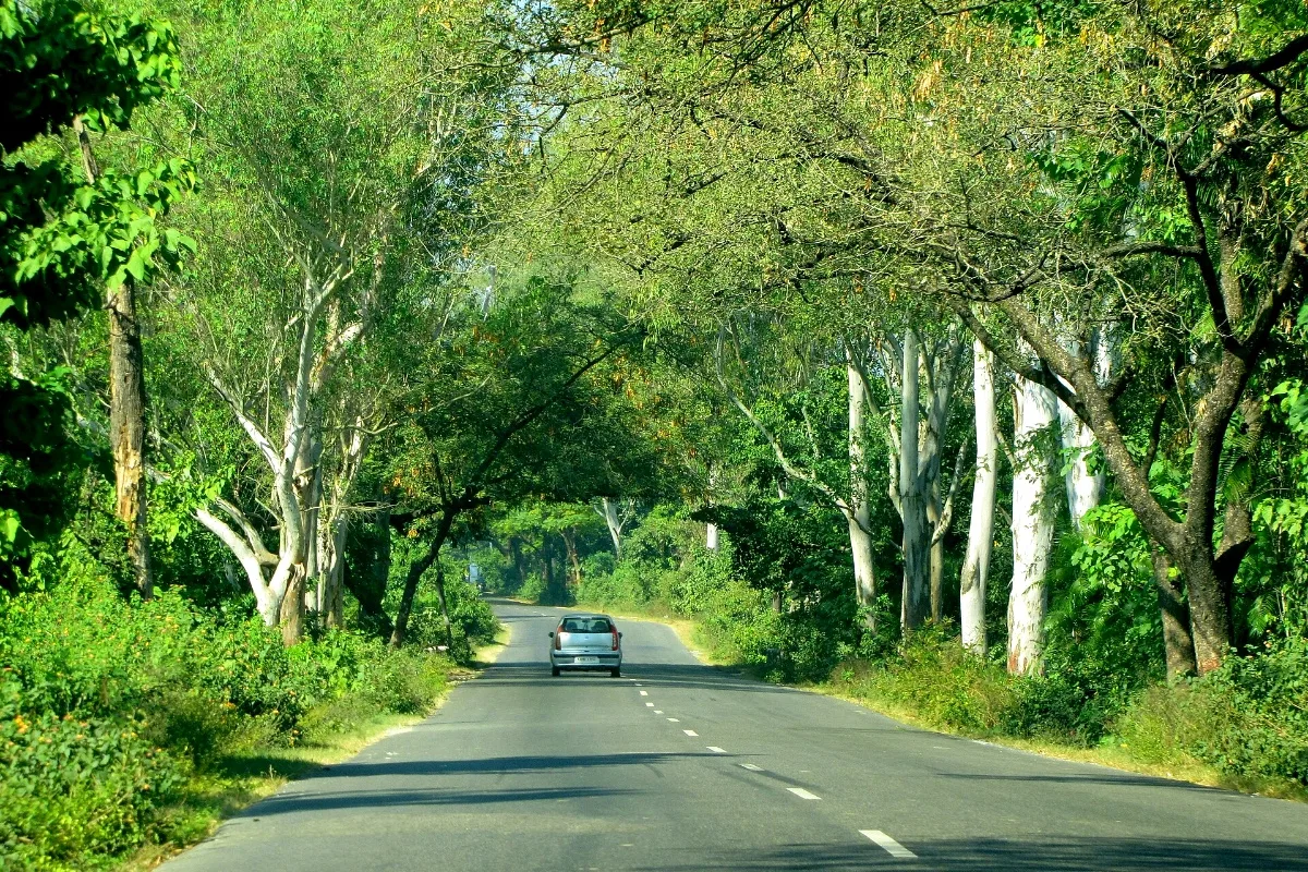 Representative photo: a road running between trees