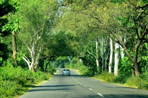 Representative photo: a road running between trees