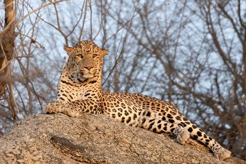 Leopard (representative)