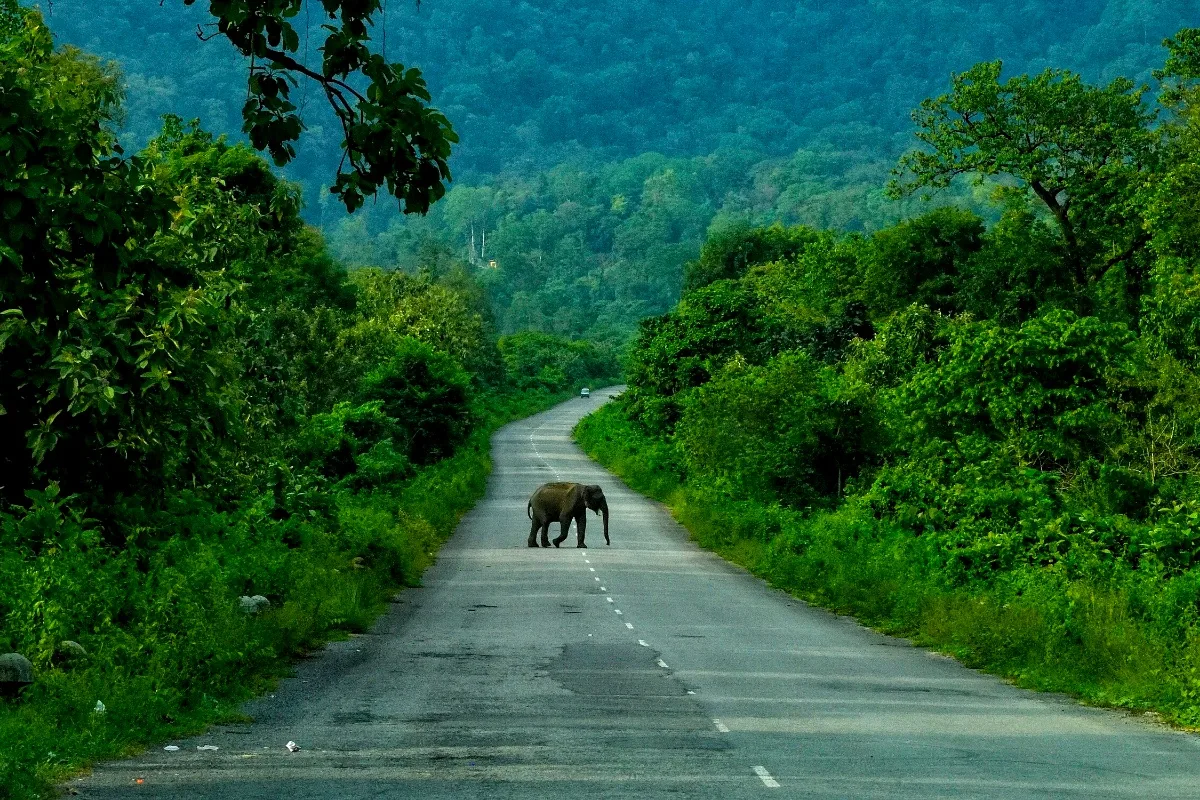 An elephant crossing a road through a forest (representative)